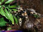 Brachyphelma smithi